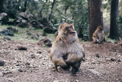 Monkey sitting on a field
