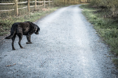 View of dog walking on road
