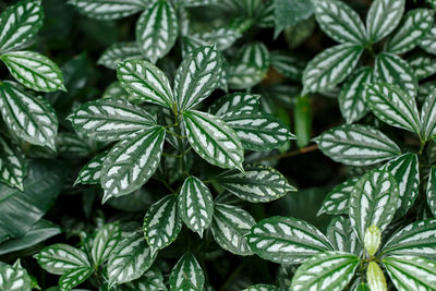 Full frame shot of leaves