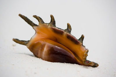 Close-up of shell on sand