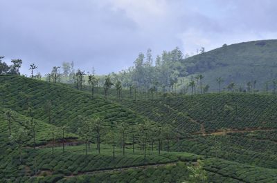 Scenic view of agricultural field against sky