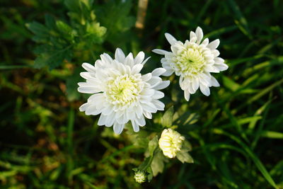 Close-up of white flowering plant