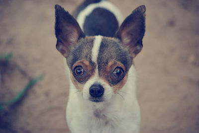 Close-up portrait of chihuahua