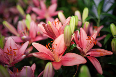 Close-up of pink flowering plants