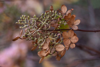 Close-up of wilted plant during autumn