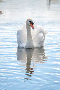 Swan swimming in lake