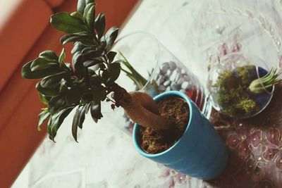 Potted plants in pot