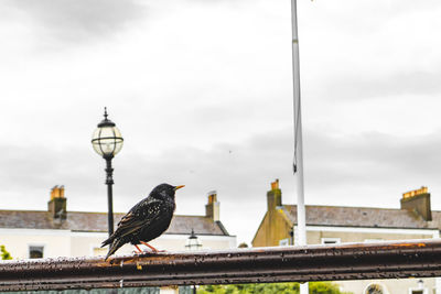 Birds perching on railing against sky