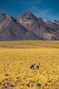 Vicuñas in the atacama desert
