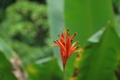 Close-up of orange flowering plant