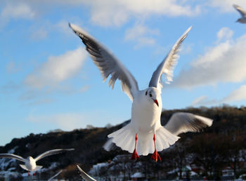 Seagulls flying in sky