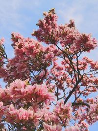 Low angle view of cherry blossoms in spring