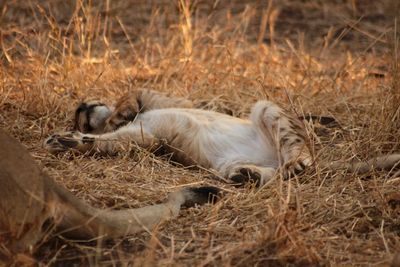 Close-up of sheep sleeping on grass