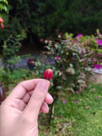 The bitter-sweetness of bougainvillia buds 