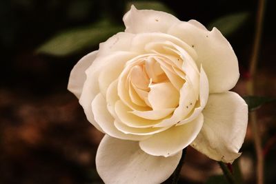 Close-up of rose against blurred background