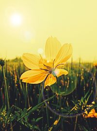 Close-up of yellow flowering plant on field against sky