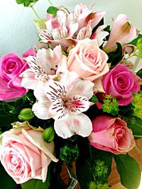 Close-up of pink rose blooming outdoors