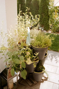 Close-up of potted plants in yard