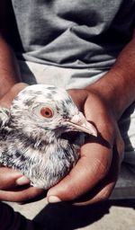 Midsection of man holding bird