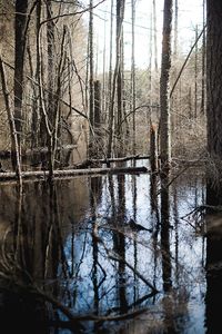 Reflection of trees in lake