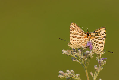 Butterfly on flower