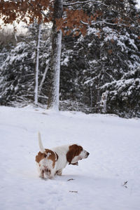 Dog on snow covered land