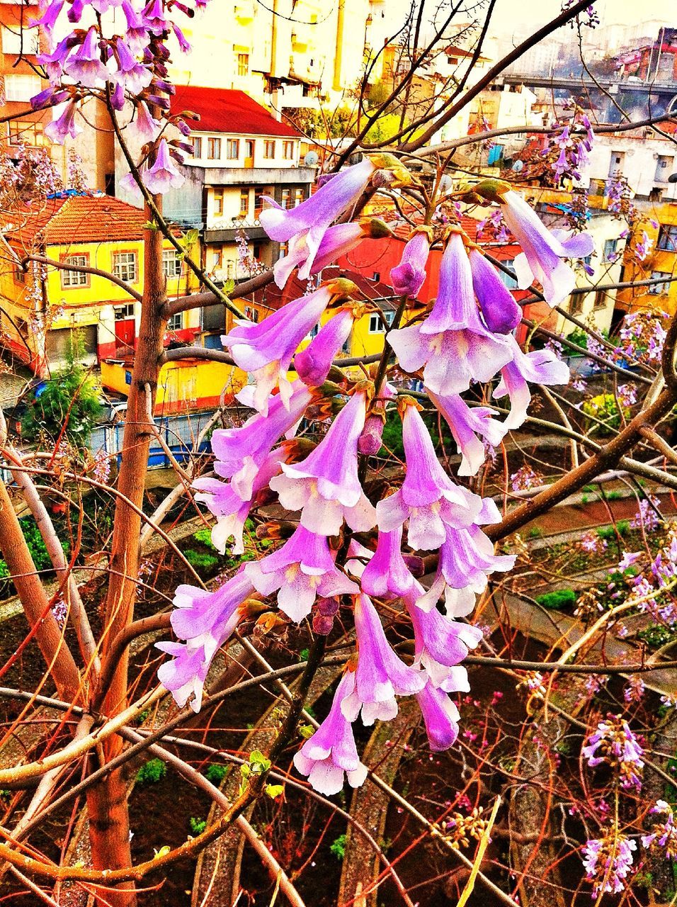 flower, building exterior, architecture, built structure, purple, fragility, plant, freshness, growth, leaf, day, outdoors, nature, no people, house, beauty in nature, season, city, blooming, close-up