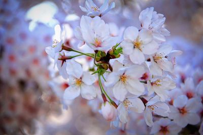 Close-up of white flowers blooming in park