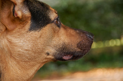 Close-up of dog