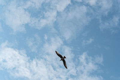 Low angle view of eagle flying against sky