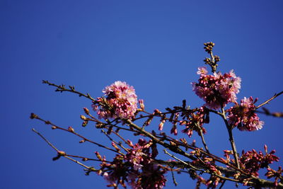 Low angle view of cherry blossom against blue sky