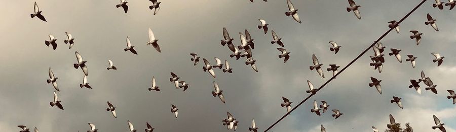 Low angle view of birds flying in sky