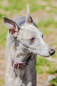 Close-up of a whippet dog looking away
