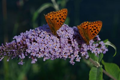 Close-up of butterfly on flower