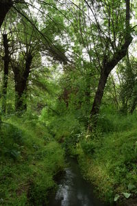 Trees in forest