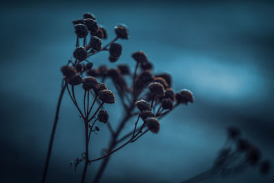 Close-up of wilted plant against sky