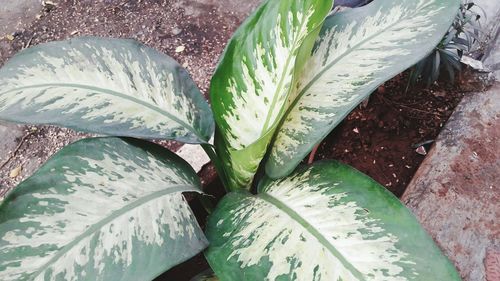 Close-up of plants