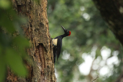 Close-up of tree trunk in forest