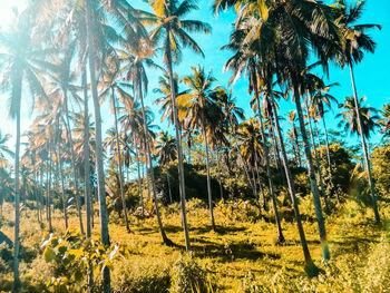 Palm trees on field against sky