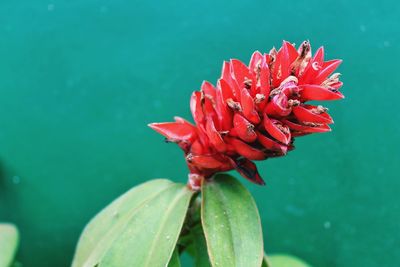 Close-up of red flower blooming outdoors