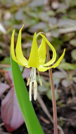 Close-up of yellow flowers