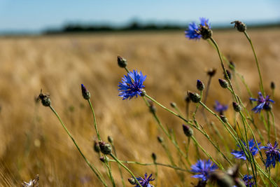 Close-up of flowers on field