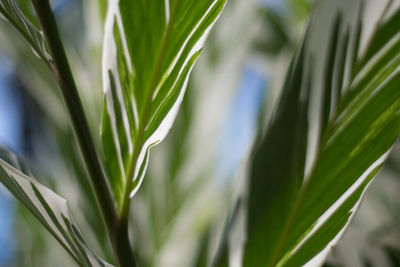 Close-up of green plant