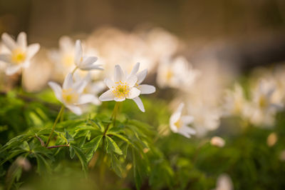 Close-up of white flowering plant