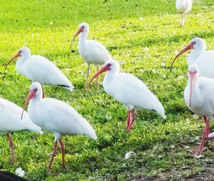 Bird on grassy field