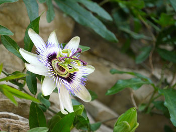 Close-up of purple flower