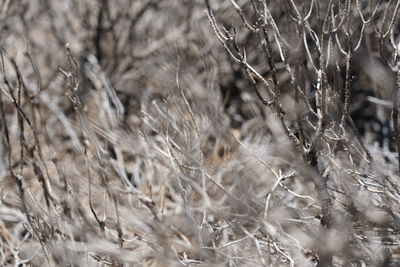 Close-up of dry plants on field during winter