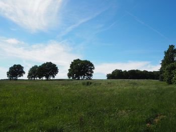 Trees on field against sky