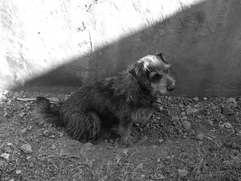 Close-up of dog sitting outdoors