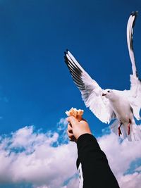 Low angle view of seagull flying against blue sky